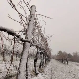 Die Weinstöcke vom Weingut Bernreiter im Winter.